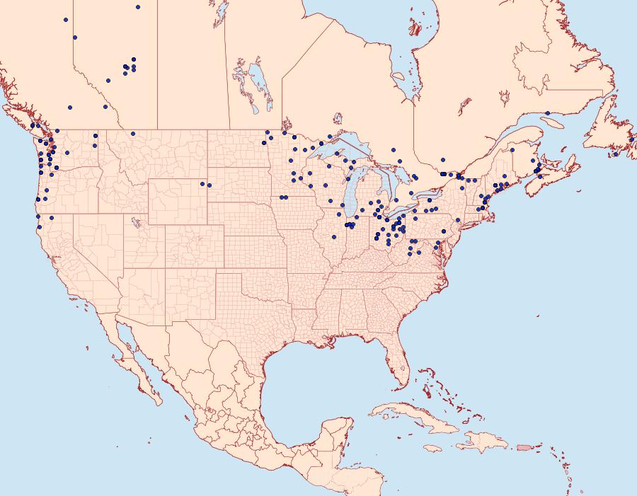 Distribution Data for Protodeltote albidula