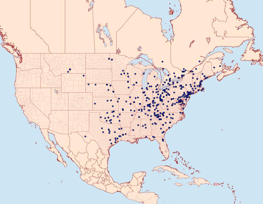 Distribution Data for Cerma cerintha