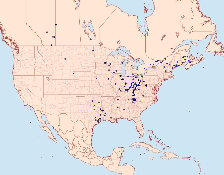 Distribution Data for Leuconycta lepidula