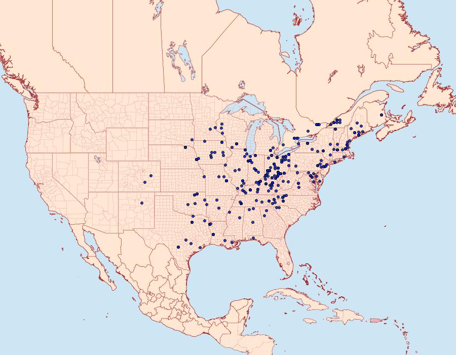 Distribution Data for Ponometia erastrioides