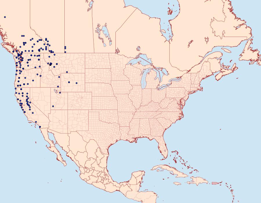 Distribution Data for Panthea virginarius