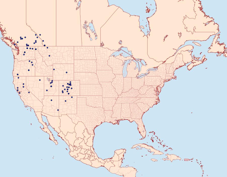 Distribution Data for Acronicta cyanescens