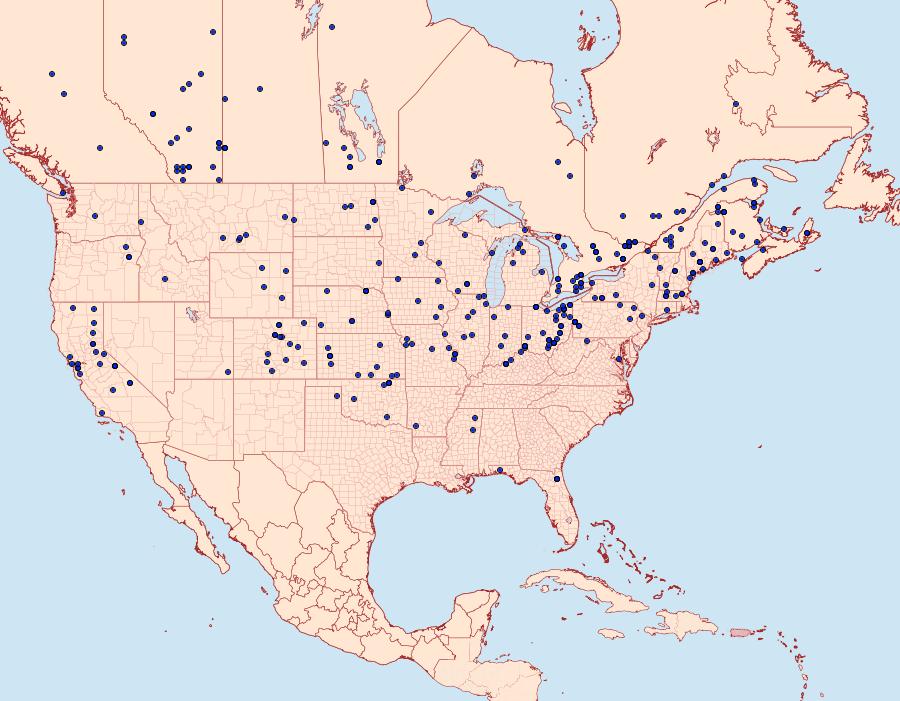 Distribution Data for Acronicta lepusculina