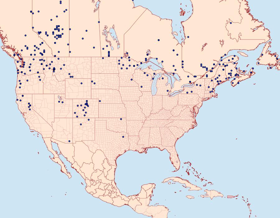 Distribution Data for Acronicta grisea