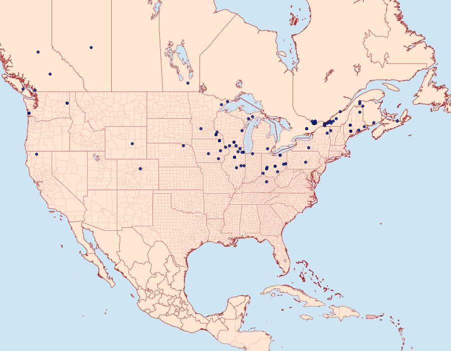 Distribution Data for Depressaria radiella