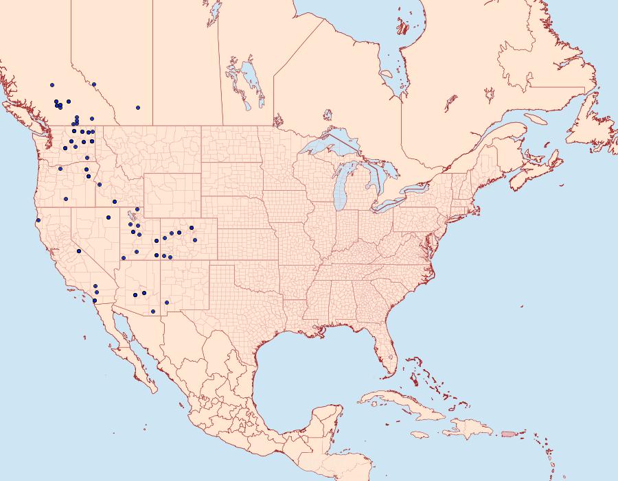 Distribution Data for Acronicta strigulata