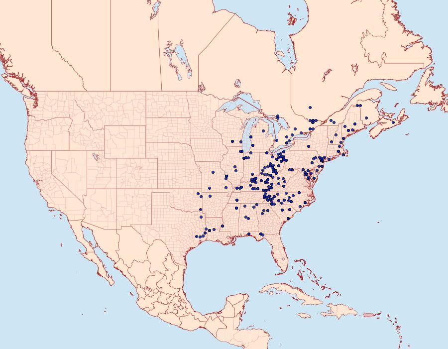 Distribution Data for Acronicta modica