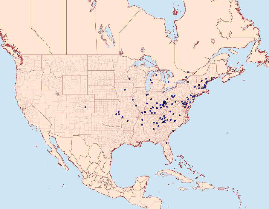 Distribution Data for Acronicta lithospila