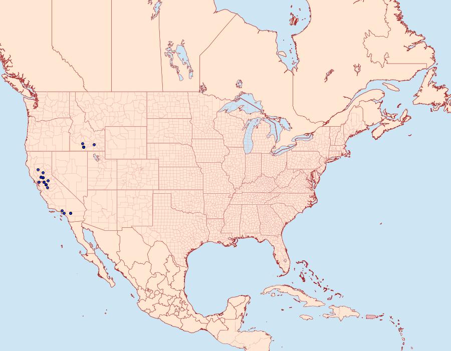 Distribution Data for Eudryas brevipennis