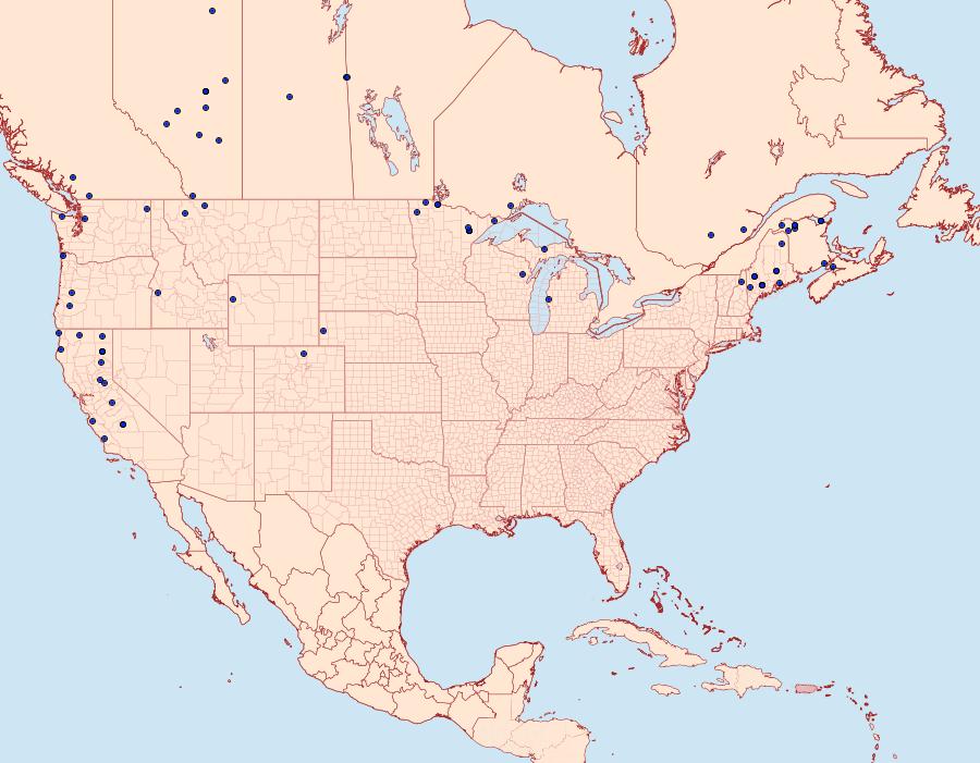 Distribution Data for Alypia langtoni