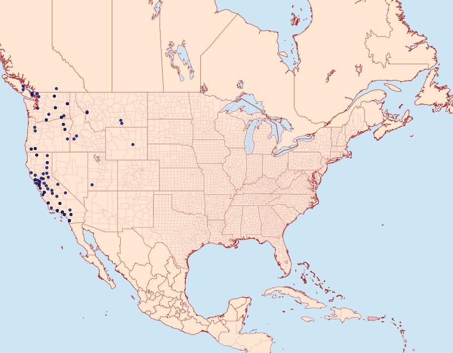 Distribution Data for Apamea cuculliformis