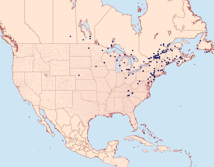 Distribution Data for Apamea verbascoides