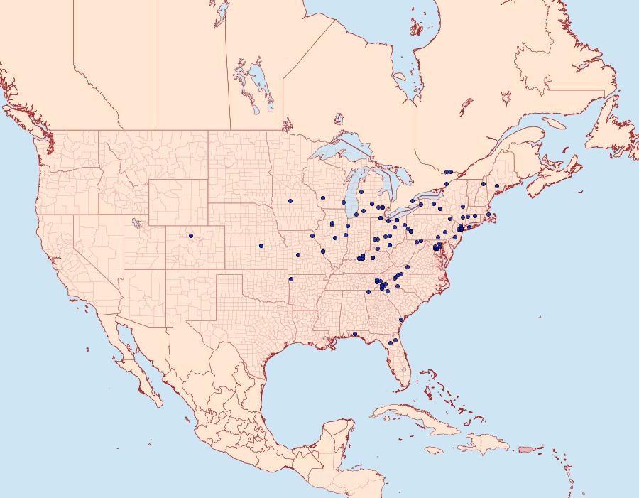 Distribution Data for Apamea vulgaris