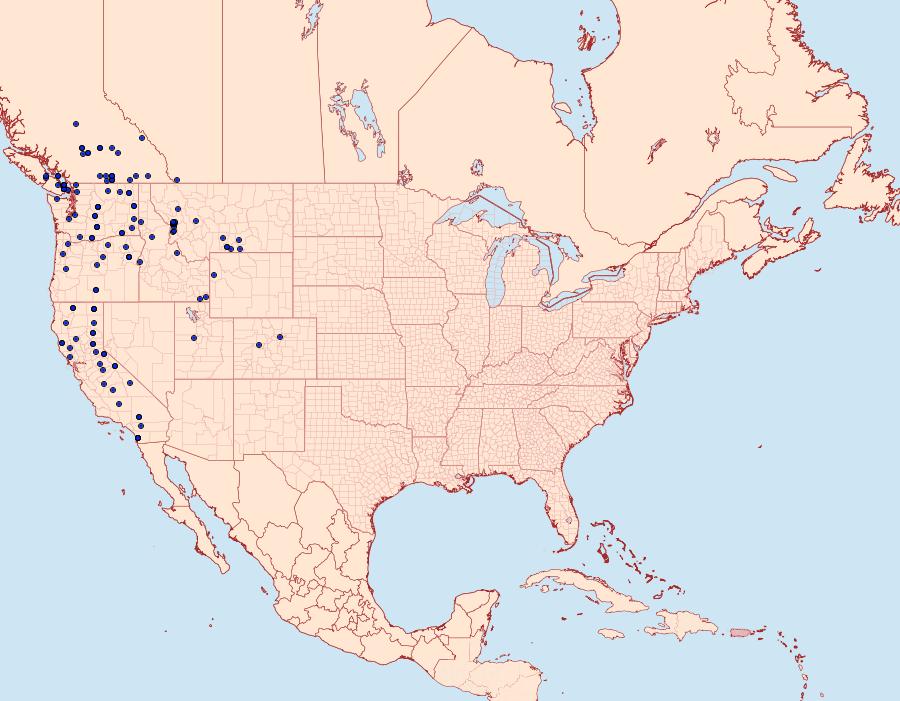 Distribution Data for Apamea antennata