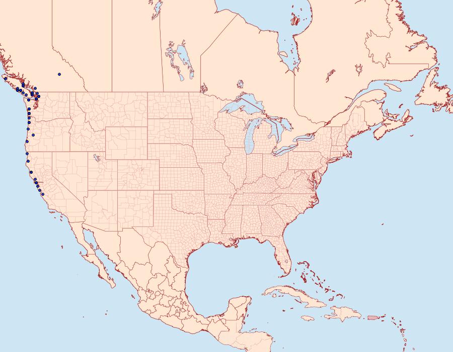 Distribution Data for Apamea maxima