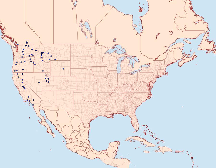 Distribution Data for Apamea acera