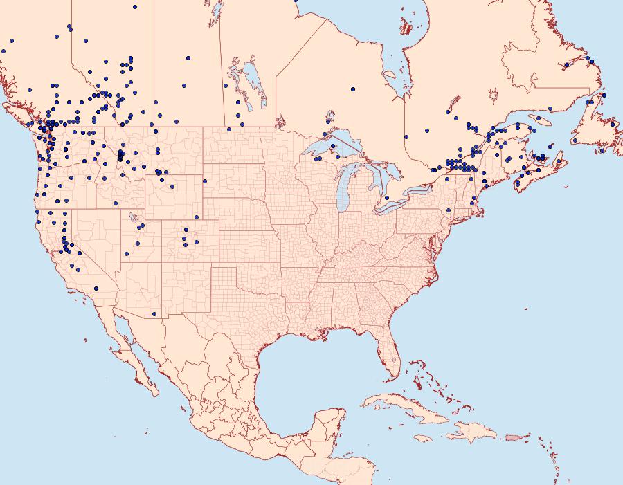 Distribution Data for Apamea cogitata