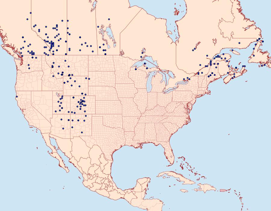 Distribution Data for Apamea inficita