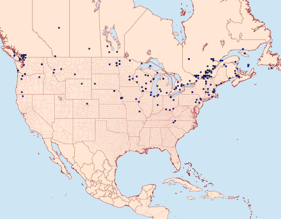 Distribution Data for Lateroligia ophiogramma