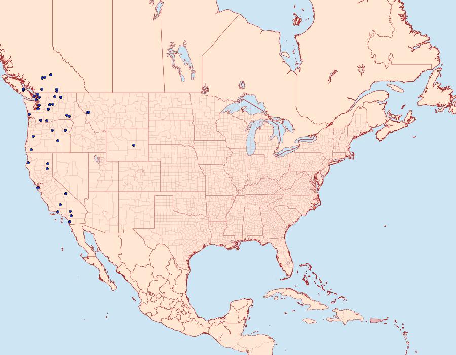 Distribution Data for Neoligia invenusta