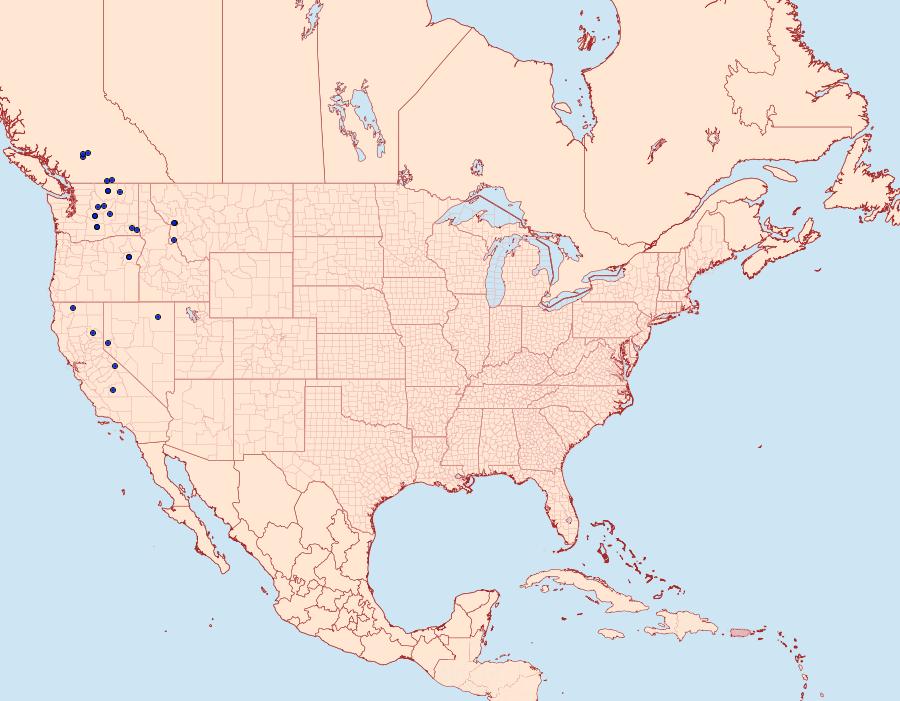 Distribution Data for Neoligia albirena