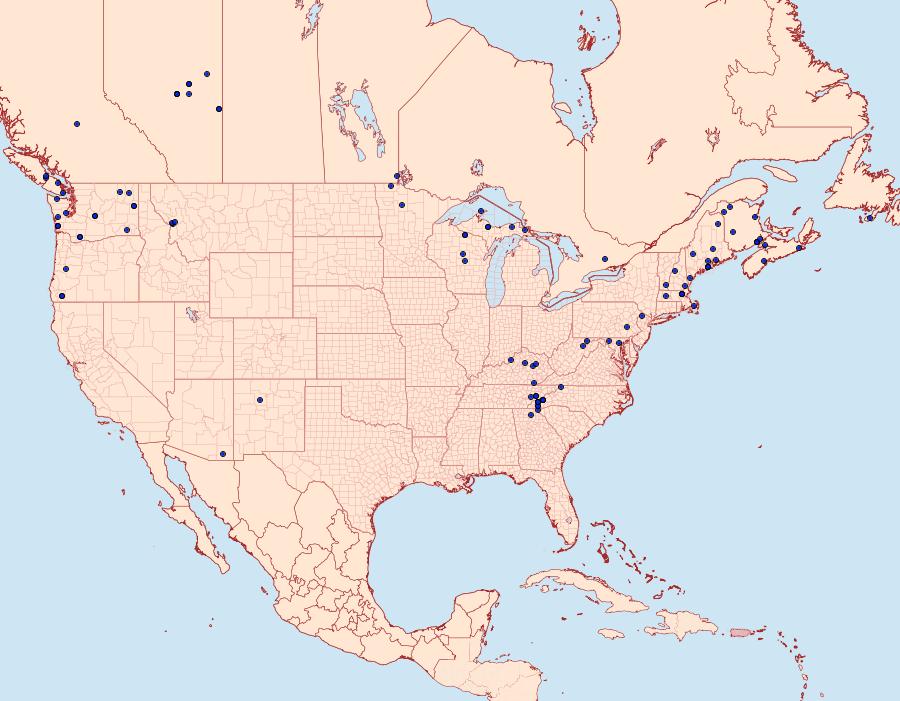 Distribution Data for Fishia illocata