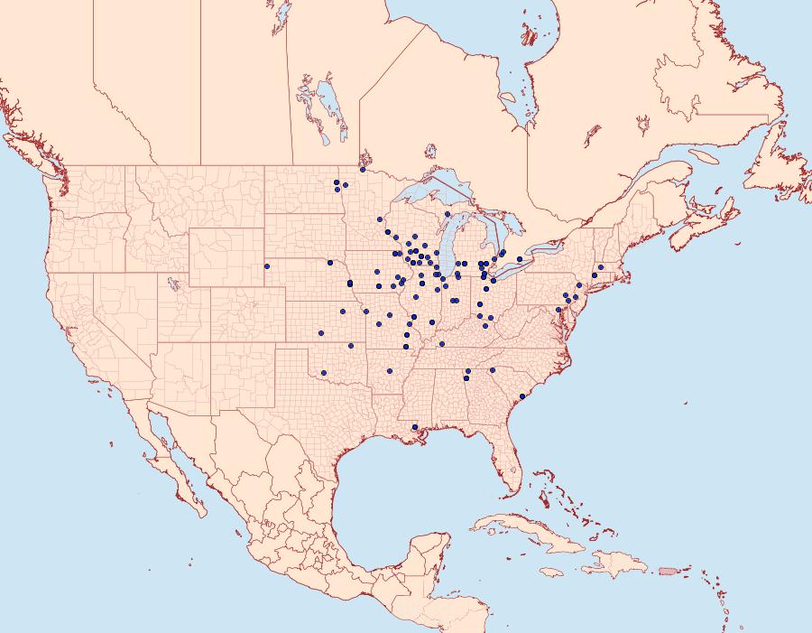 Distribution Data for Meropleon ambifusca