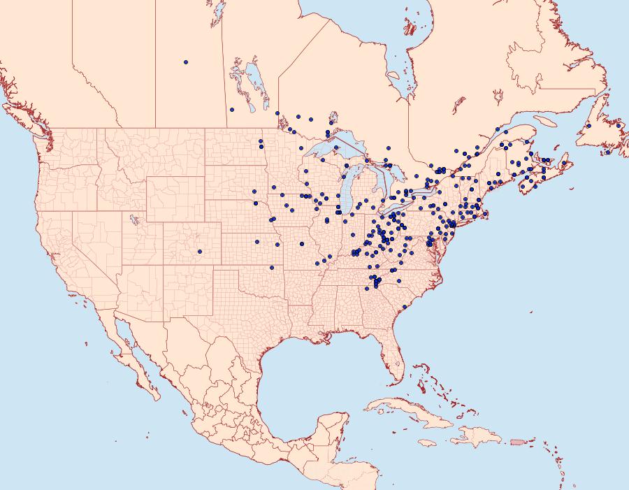 Distribution Data for Loscopia velata