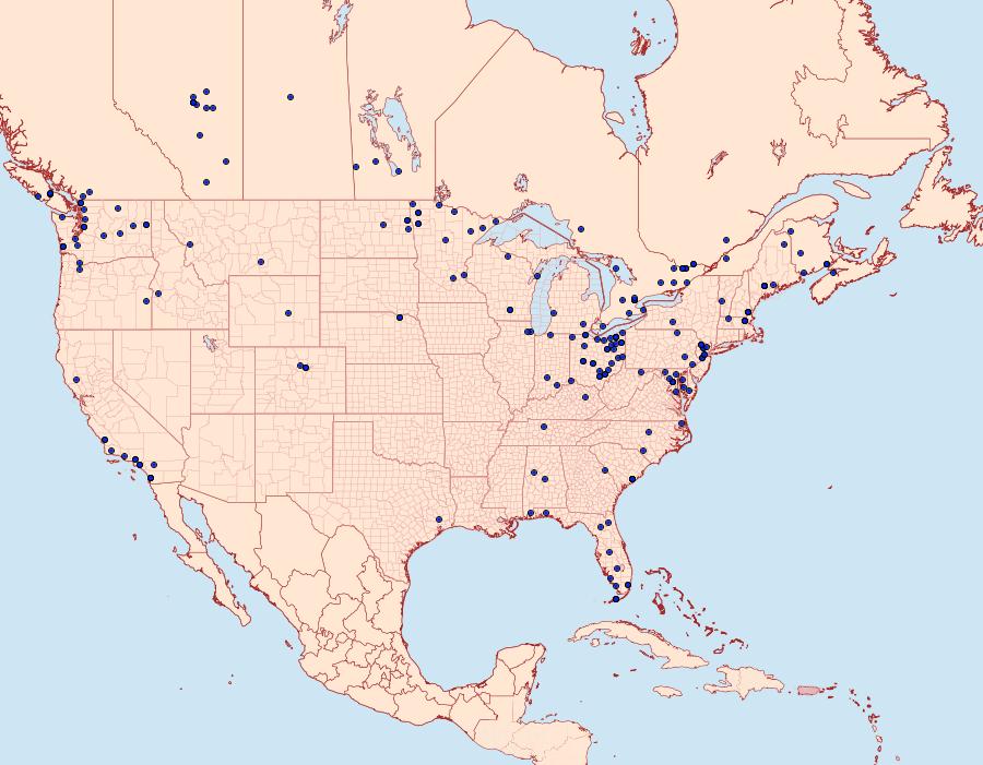 Distribution Data for Bellura obliqua