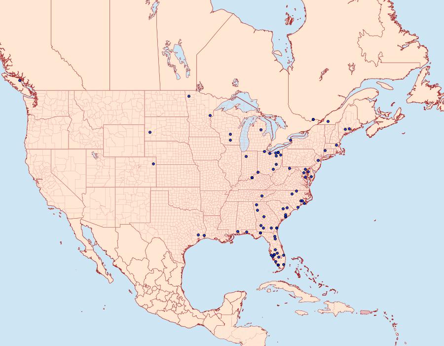 Distribution Data for Bellura densa