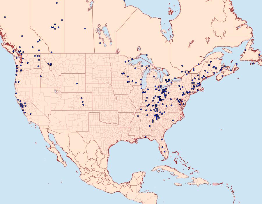 Distribution Data for Euplexia benesimilis