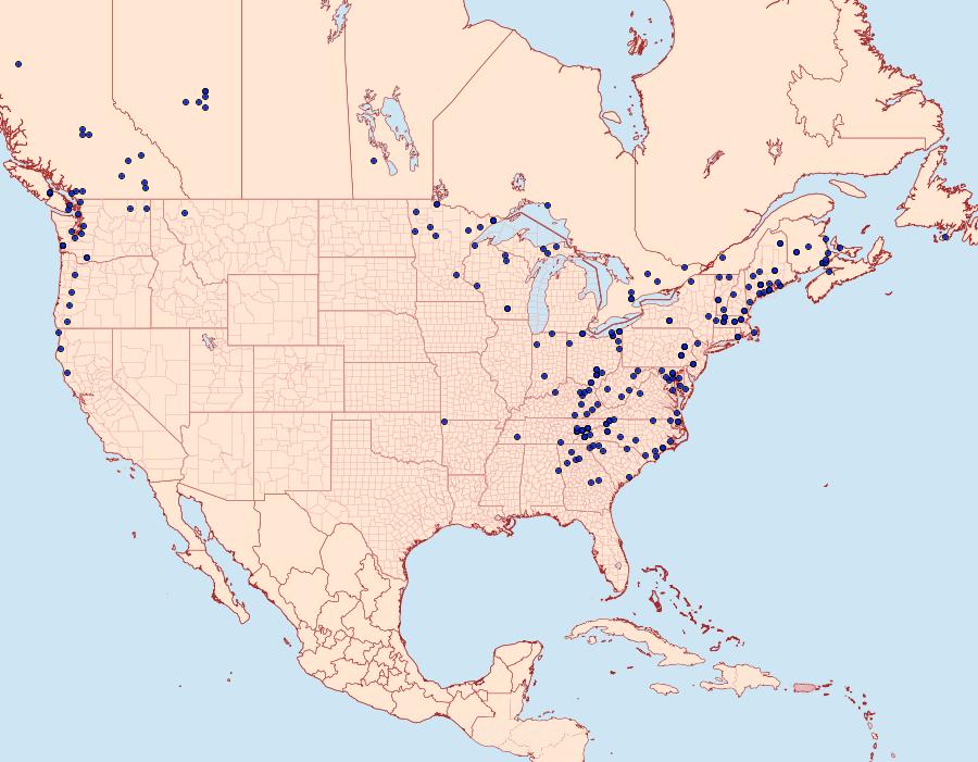 Distribution Data for Phlogophora periculosa