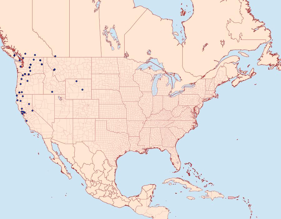 Distribution Data for Andropolia aedon