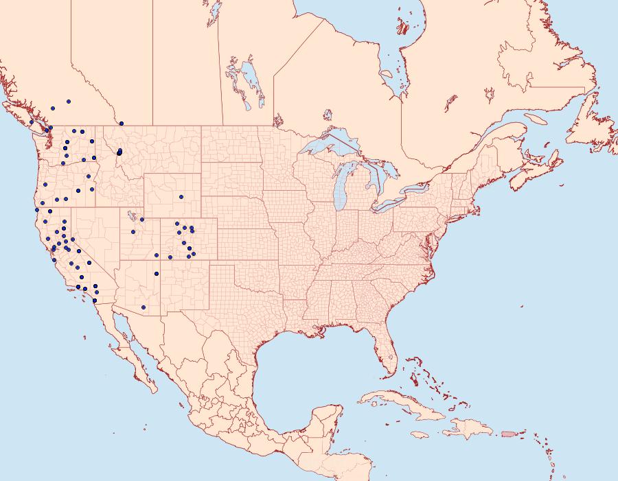 Distribution Data for Andropolia theodori