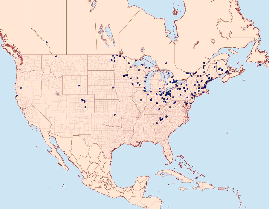 Distribution Data for Hyppa xylinoides