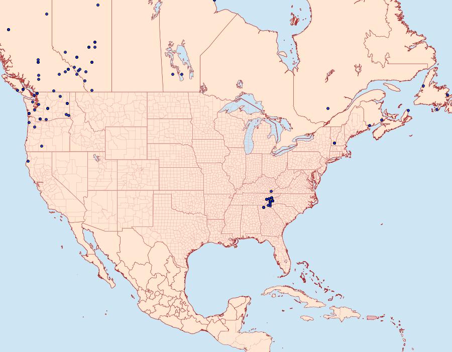 Distribution Data for Hyppa contrasta