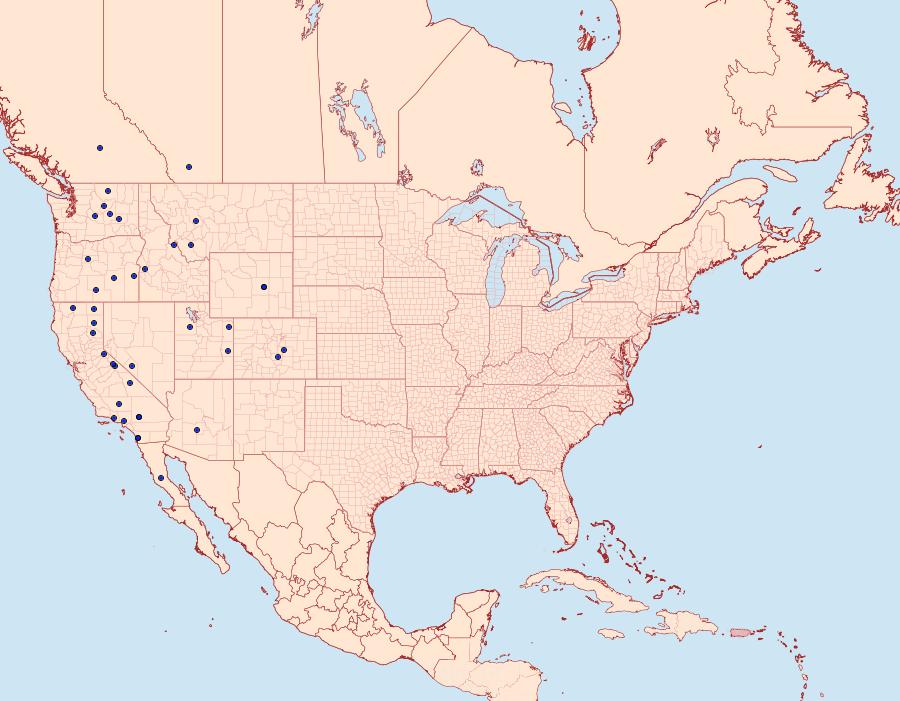 Distribution Data for Pseudanarta flava