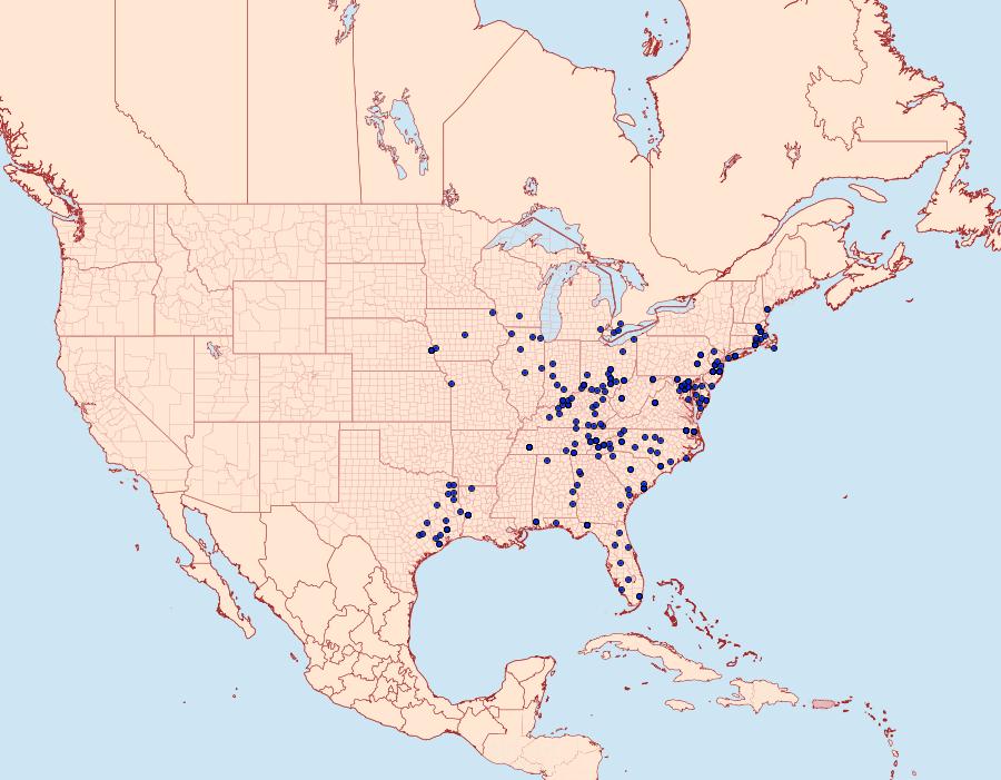 Distribution Data for Phosphila turbulenta