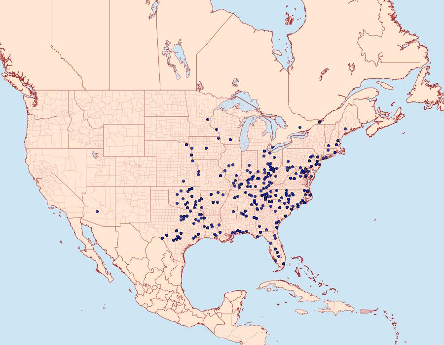 Distribution Data for Phosphila miselioides