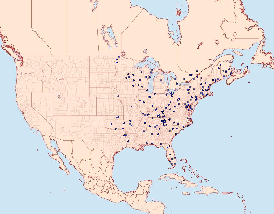 Distribution Data for Callopistria mollissima