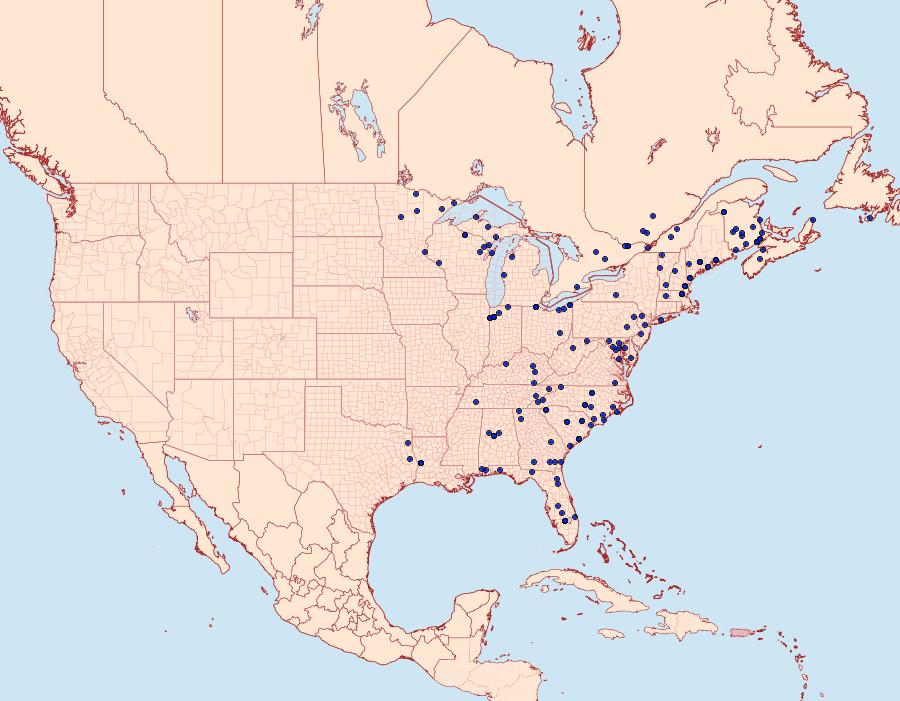 Distribution Data for Callopistria cordata