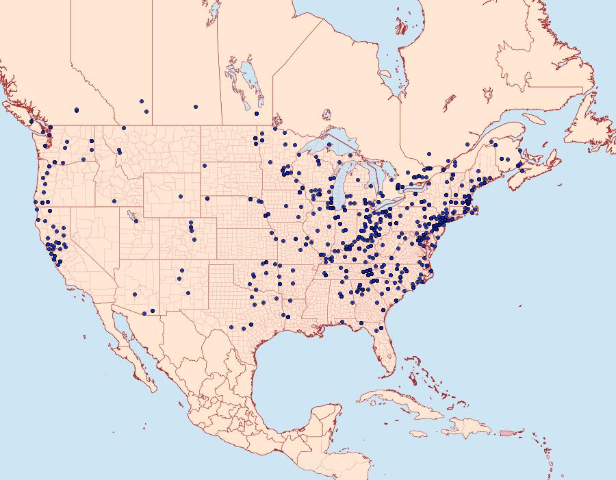 Distribution Data for Amphipyra pyramidoides