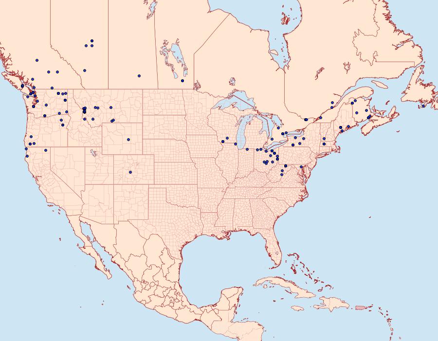 Distribution Data for Amphipyra tragopoginis