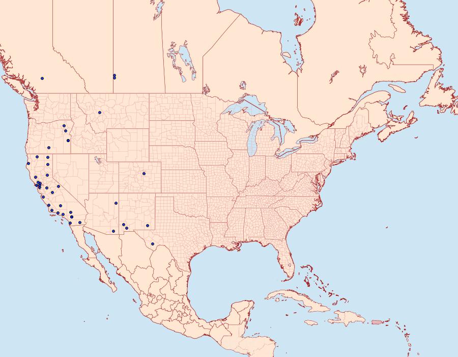 Distribution Data for Caradrina posticata