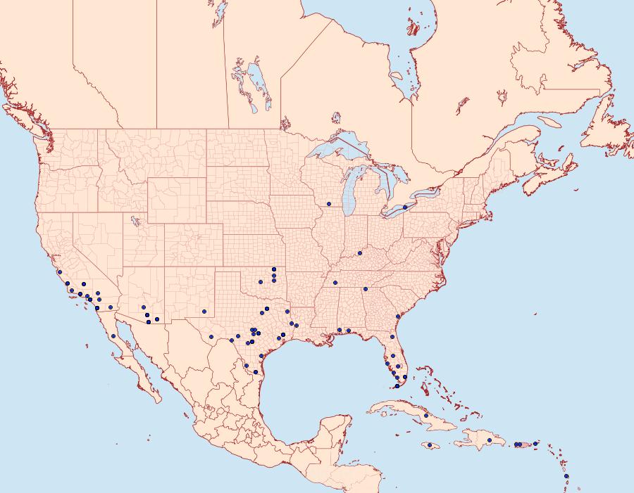 Distribution Data for Micrathetis triplex