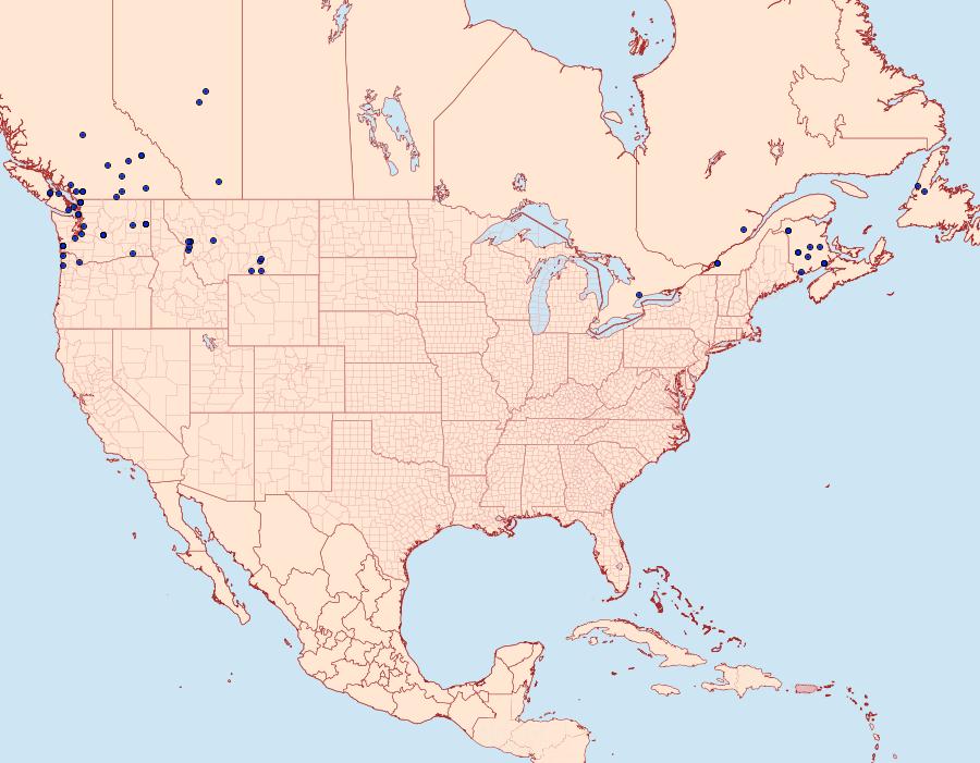 Distribution Data for Caradrina morpheus