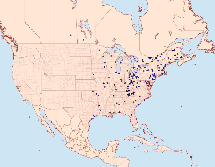 Distribution Data for Balsa labecula