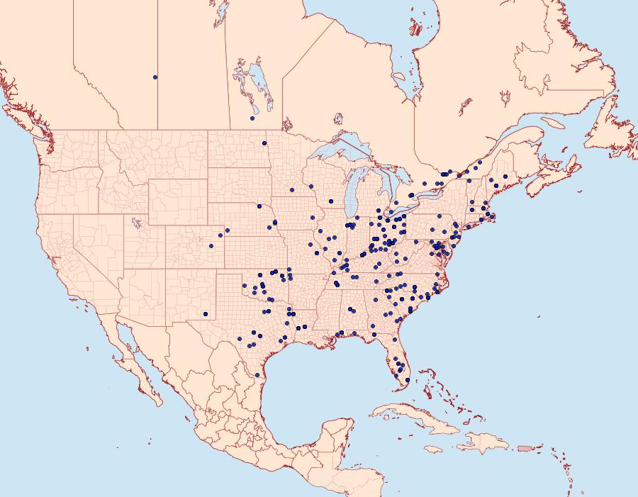 Distribution Data for Condica videns