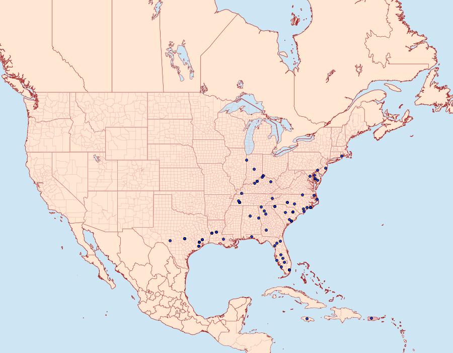 Distribution Data for Condica confederata