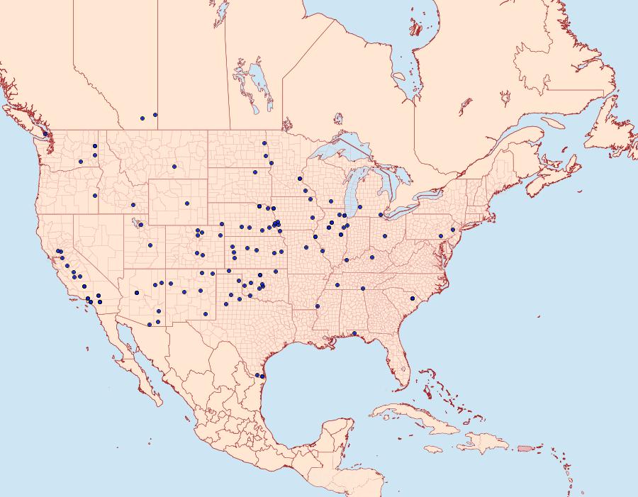 Distribution Data for Plagiomimicus spumosum